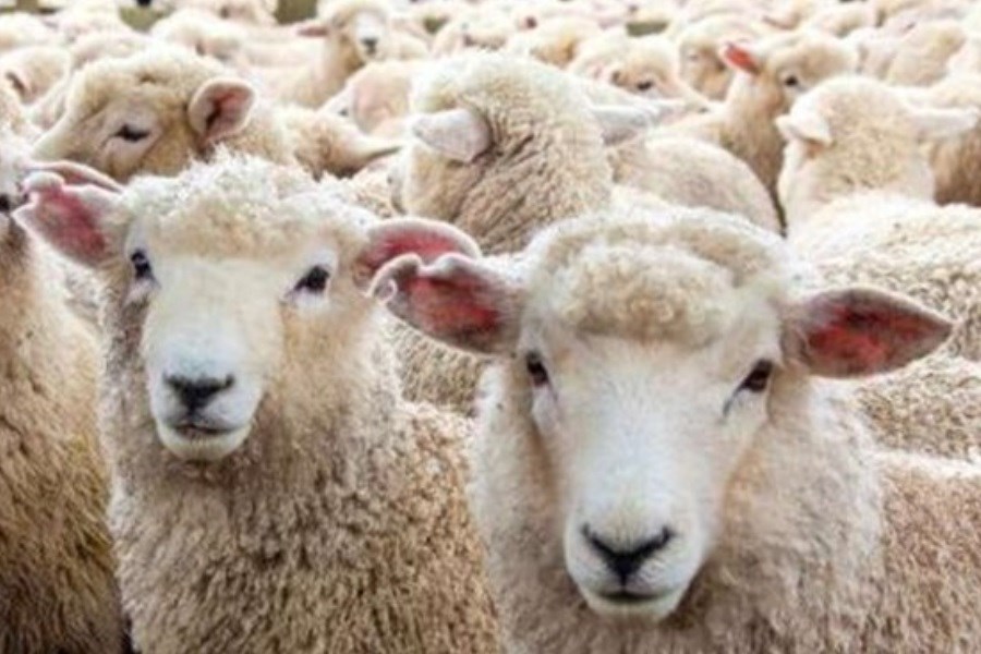تصویر قیمت هر کیلو گوسفند زنده چقدر است؟