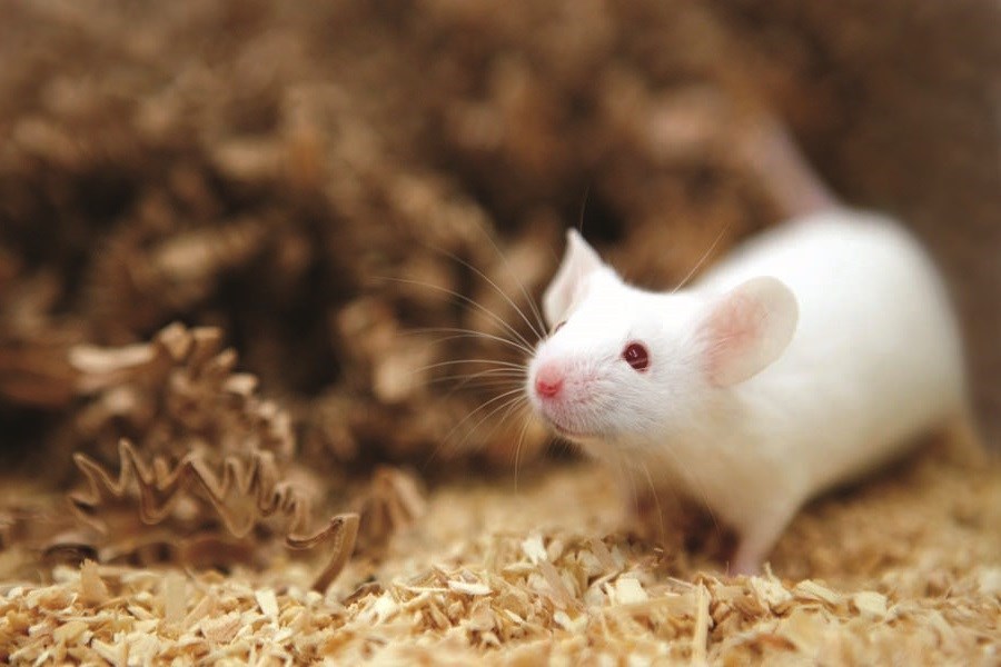 تصویر نوع جدیدی از چربی سوزی در موش‌ها یافت شد