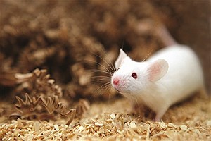 نوع جدیدی از چربی سوزی در موش‌ها یافت شد