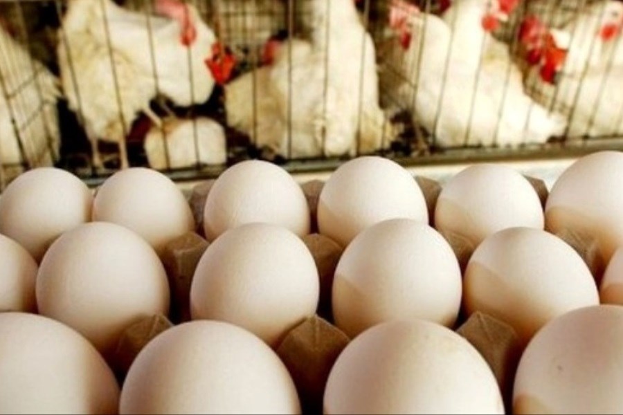 تصویر افزایش قیمت وحشتناک مرغ و تخم مرغ &#47; لیست جدید اعلام شد