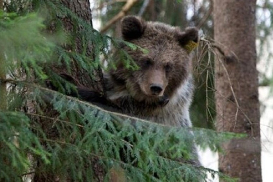تصویر حمله خرس به دو مرد در تنکابن