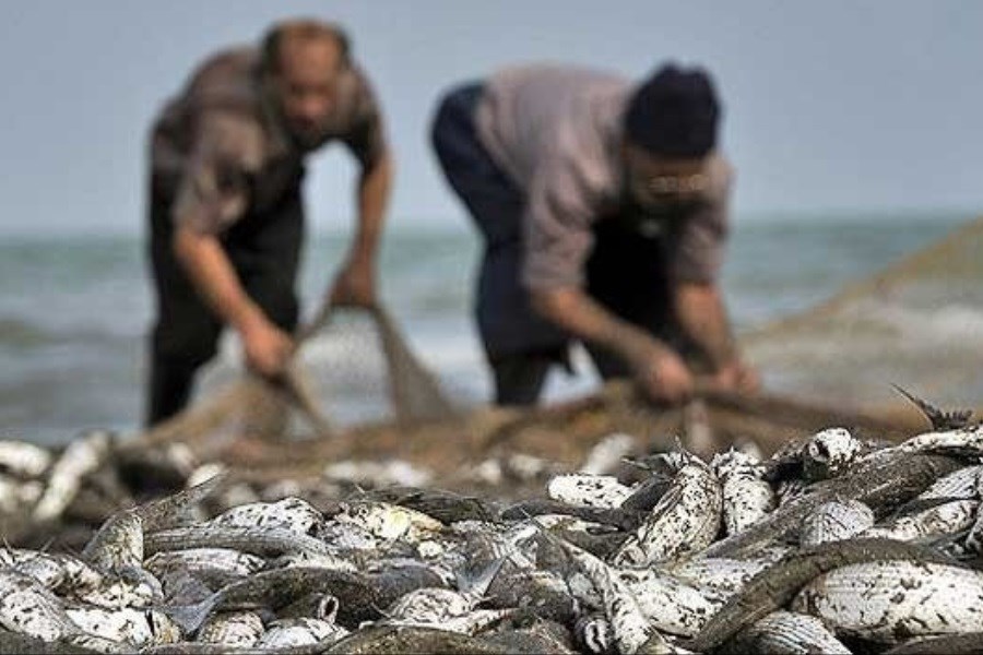 تصویر تاکید بر پرورش ماهی در دریا به جای صید