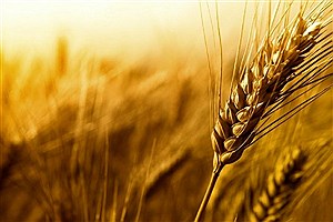 چرا خودکفایی در تولید گندم از دست رفت؟
