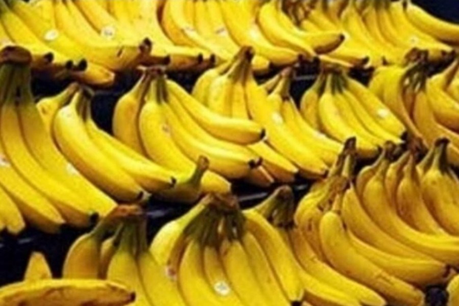 تصویر واردات موز بدون وقفه در گمرک‌ها ادامه دارد