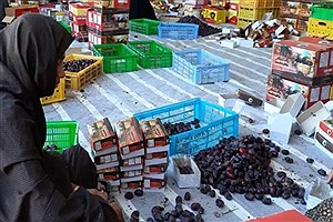 برداشت خرمای ١٣ هزار هکتار از نخلستان‌های بارور سراوان در روزهای پایانی