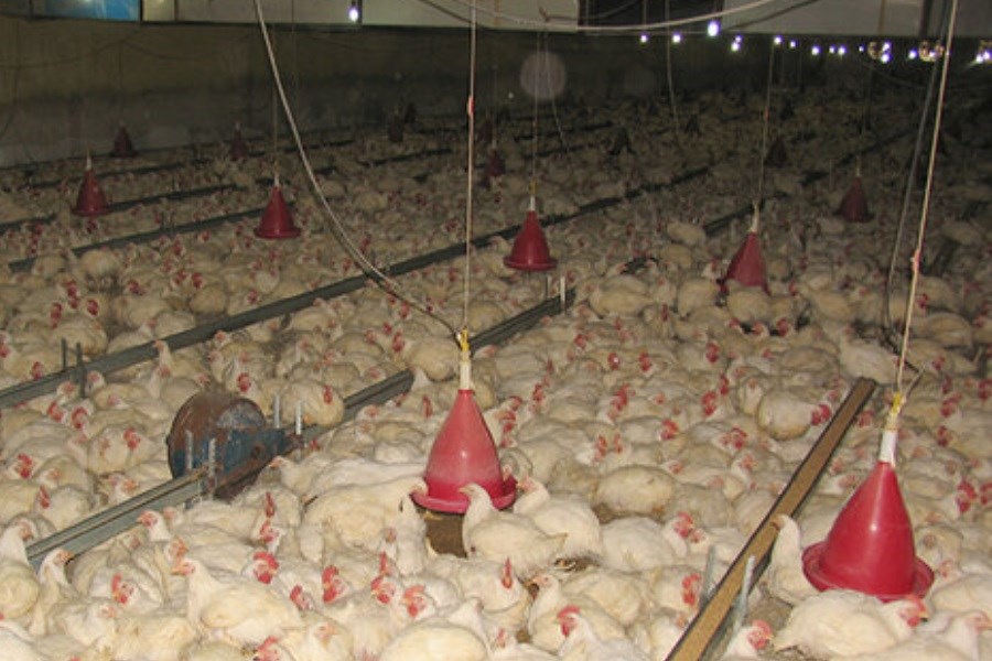 تصویر خفگی مرغ‌ها به دلیل قطع مکرر برق