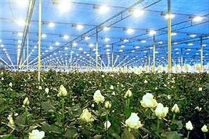 ۱۶ هکتار گلخانه تولید گل‌ رز در کهگیلویه و بویراحمد وجود دارد