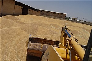 خریداری ۱۷ هزار تن گندم از کشاورزان البرز