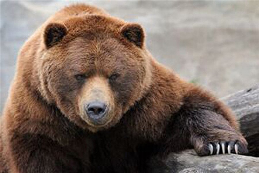 یک قلاده خرس قهوه‌ای در فیروزکوه کشته شد