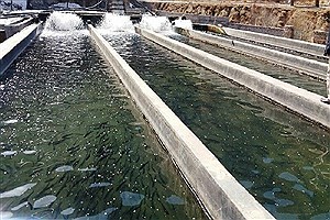 تصمیم غیرکارشناسی اخذ عوارض نیم‌درصدی آب مجازی از آبزیان صادراتی