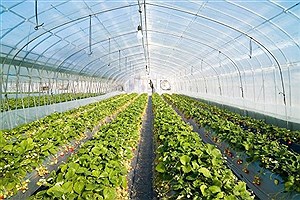 توسعه کشت گلخانه ای با حمایت بانک کشاورزی استان لرستان