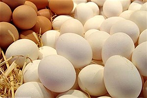 تصویر  بازار تخم مرغ تا دو هفته دیگر به ثبات می‌رسد
