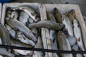 علت افزایش قیمت ماهی چیست؟