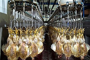 پیش‌بینی کاهش قیمت مرغ در مهر ماه