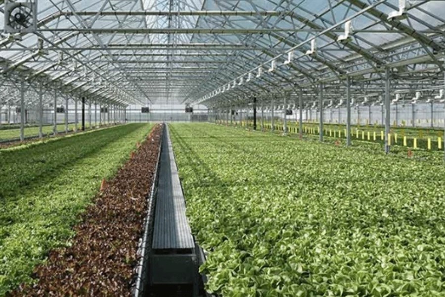 تصویر احداث 1200 هکتار گلخانه با حمایت بانک کشاورزی در 18 ماه اخیر