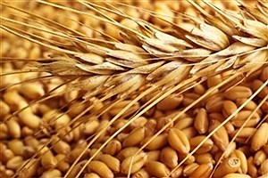 ضرورت واردات 6 میلیون تن گندم در دولت جدید