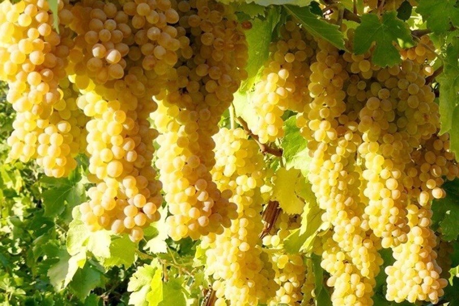 برداشت ۷ هزار تن انگور در شهرستان ایوان