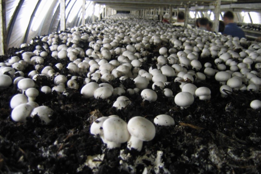 میزان تولید قارچ معادل 30 درصد از کمپوست&#47; بزرگترین مشکل تولید قارچ تعطیلی آن در تابستان است