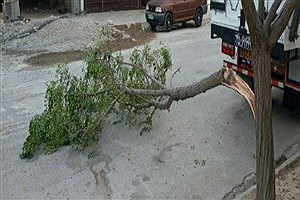 شدت باد در قوچاق باعث شکستن درختان شد+فیلم
