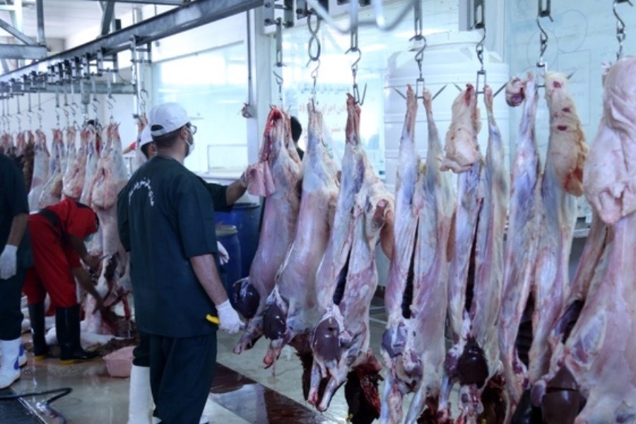 مردم توان خرید گوشت گوسفندی را ندارند&#47; وضعیت صنعت دام عادی نیست