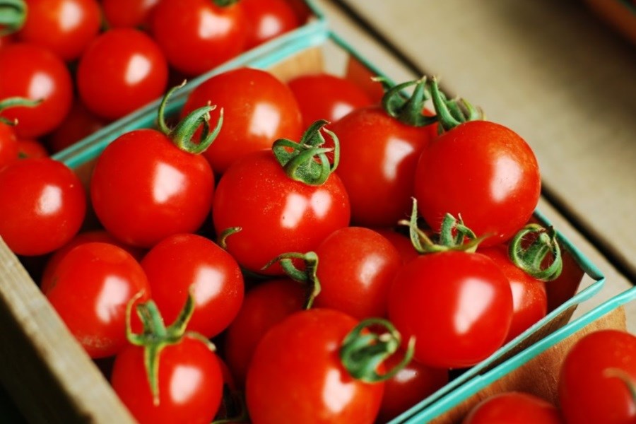 تخصیص ۶۵ درصد از گلخانه‌ای میرجاوه به کشت گوجه‌فرنگی