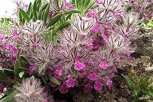 خواص شگفت انگیز چای کوهی که باید بدانید