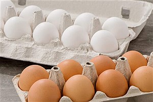 تصویر  مرغداران به دنبال نرخ جدید تخم مرغ هستند