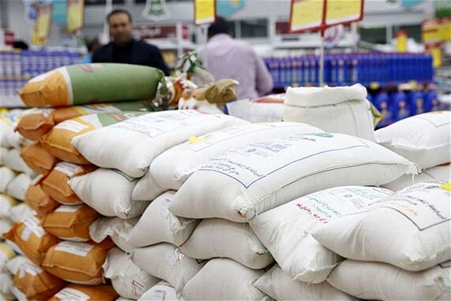 برداشت برنج در سطح ۱۰۰ هکتار از اراضی آغاز شد
