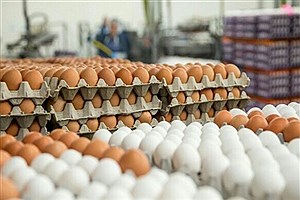 تصویر  عرضه گسترده تخم مرغ با قیمت مصوب از امروز