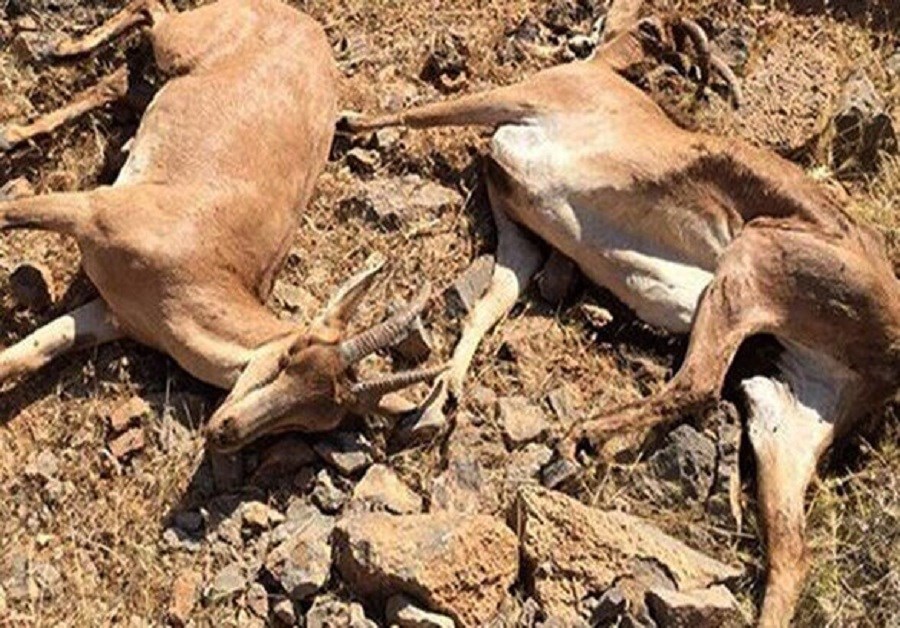اقدامات پیشگیرانه برای جلوگیری از ابتلای حیات وحش تهران به طاعون نشخوارکنندگان