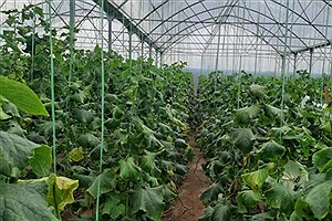 بهره برداری از گلخانه 6000 مترمربعی در استان بوشهر با حمایت بانک کشاورزی