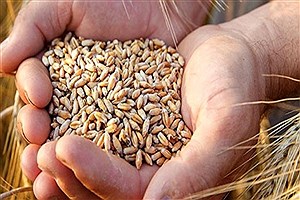 قیمت جهانی گندم افزایش یافت