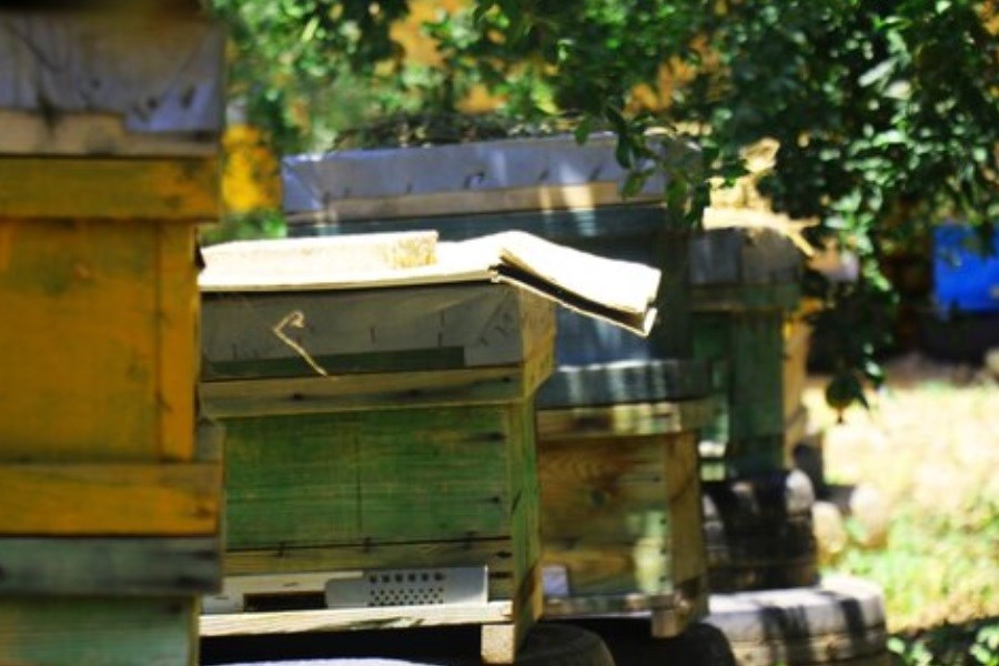 توزیع ۲۰ هزار تن شکر میان زنبورداران