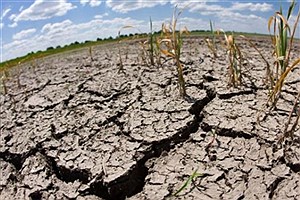 تصویر  افزایش مرگ و میر زودرس بر اثر خشکسالی