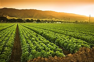 کشاورزی قراردادی چیست و چه مزایایی دارد؟