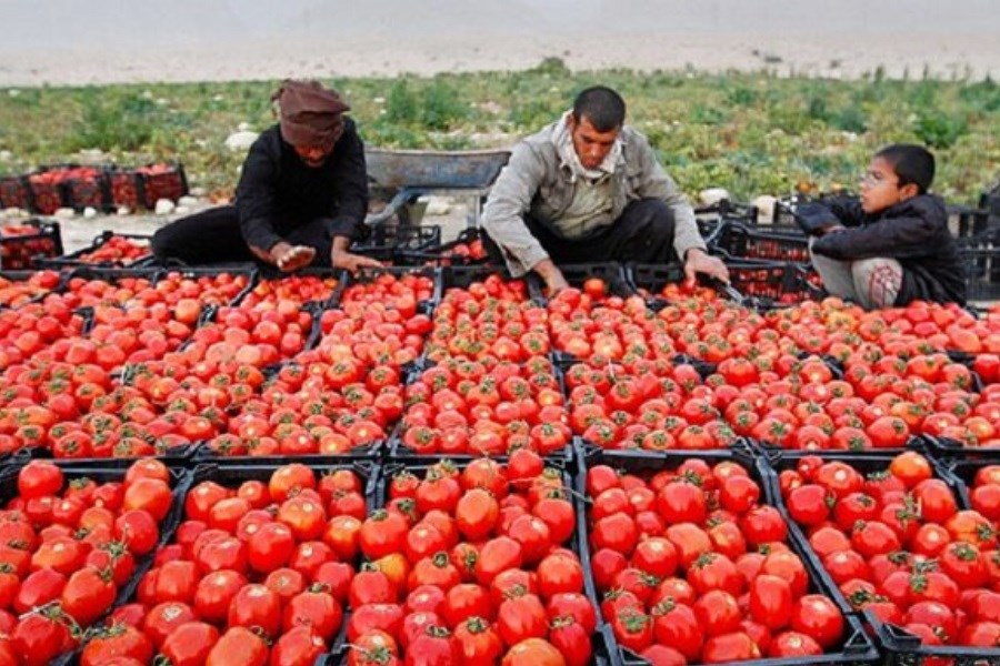 تصویر افزایش قیمت گوجه فرنگی &#47; بازار در انتظار فعالیت جهادی مسئولان در وزارت جهاد است