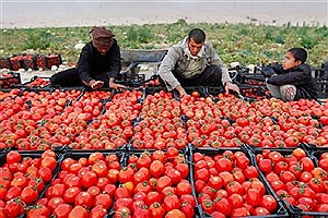 افزایش قیمت گوجه فرنگی &#47; بازار در انتظار فعالیت جهادی مسئولان در وزارت جهاد است