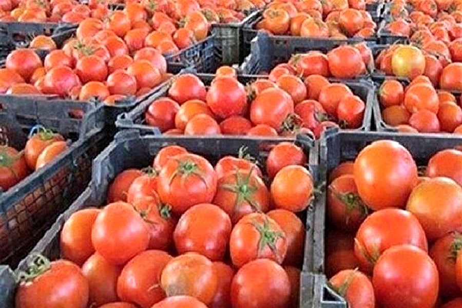 تصویر صادرات روزانه بیش از ۵۰۰ هزار تن گوجه فرنگی به عراق