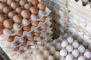 قیمت هر شانه تخم مرغ در بازار