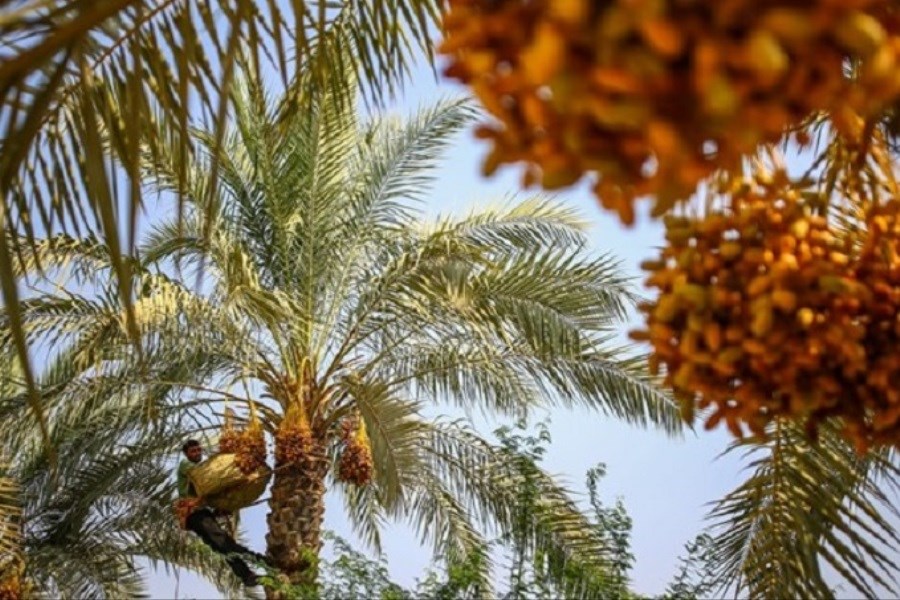 قطع درختان دشتستان و صادرات آن به کشورهای حوزه خلیج فارس