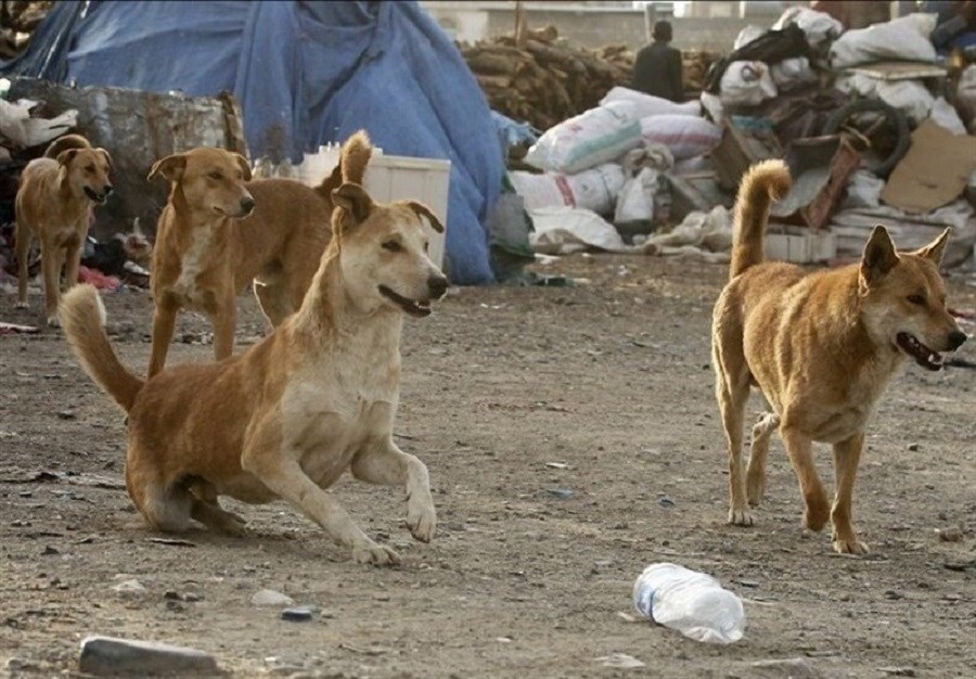 تصویر شهرداری شایعات درباره نقاهتگاه سگ‌های بدون صاحب آرادکوه را رد کرد