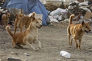 شهرداری شایعات درباره نقاهتگاه سگ‌های بدون صاحب آرادکوه را رد کرد