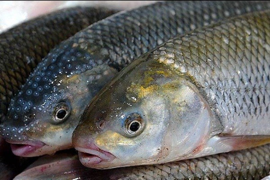 تصویر اطلاعیه رسمی موسسه تحقیقات شیلات درباره پرورش ماهی تیلاپیا