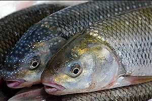 کاهش قیمت ماهی قزل آلا