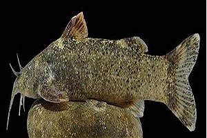 ثبت جهانی گونه ای ماهی به نام «علی دایی»