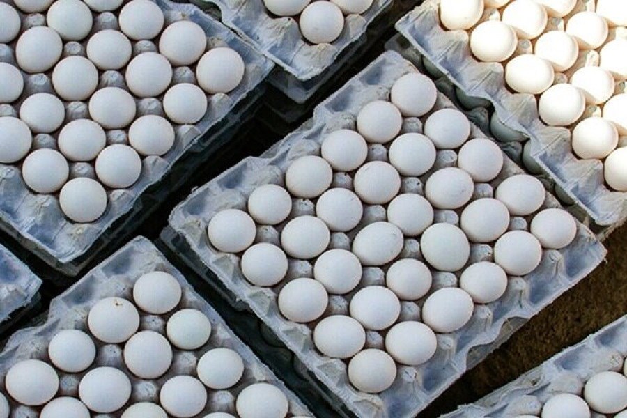 تصویر عرضه اینترنتی تخم مرغ در سراسر کشور