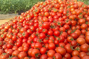 گوجه ارزان در راه است