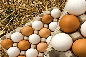 تصویر  افزایش 20درصدی مصرف تخم مرغ در کشور