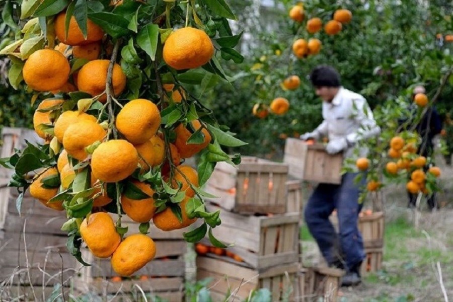 تولید نارنگی افزایش یافت