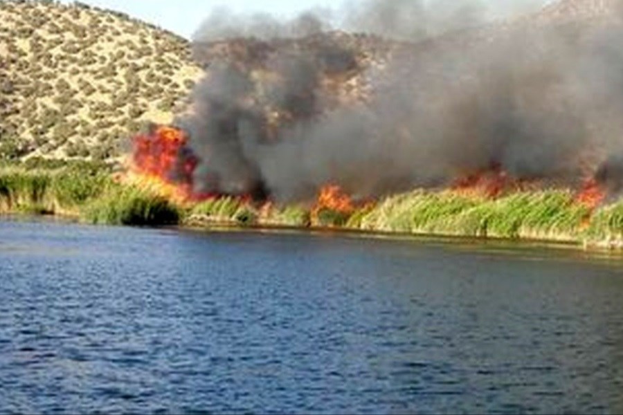تصویر آتش سوزی نیزار‌های دریاچه زریبار مریوان+ ویدئو